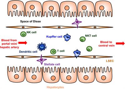 Translational Potential of Immune Tolerance Induction by AAV Liver-Directed Factor VIII Gene Therapy for Hemophilia A